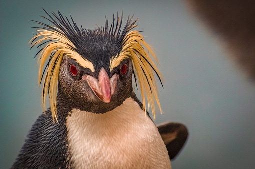 Close up portrait of a rock hopper penguin