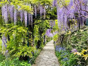 When Does Wisteria Bloom? Discover Peak Season by Zone Picture