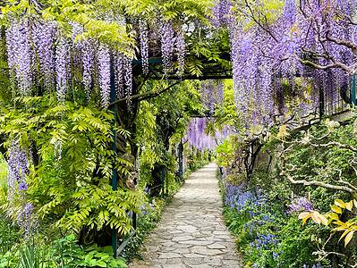 A When Does Wisteria Bloom? Discover Peak Season by Zone