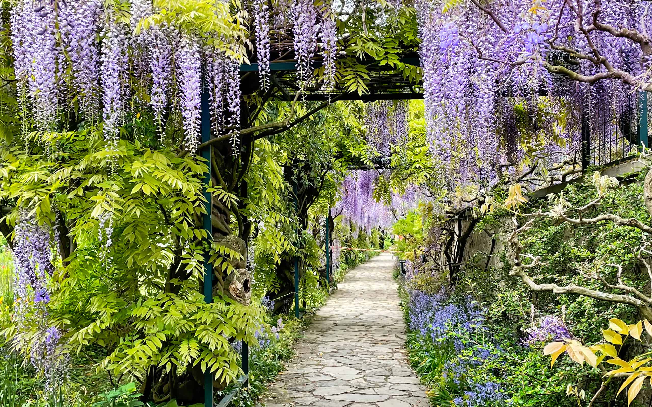 The great garden wisteria blossoms in bloom. Wisteria alley in blossom in a spring time. Germany, Weinheim, Hermannshof garden