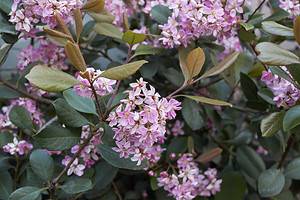 Discover the 14 Best Shrubs to Plant in Florida (From Flowering to Evergreen!) Picture