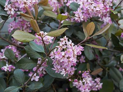 A Discover the 14 Best Shrubs to Plant in Florida (From Flowering to Evergreen!)