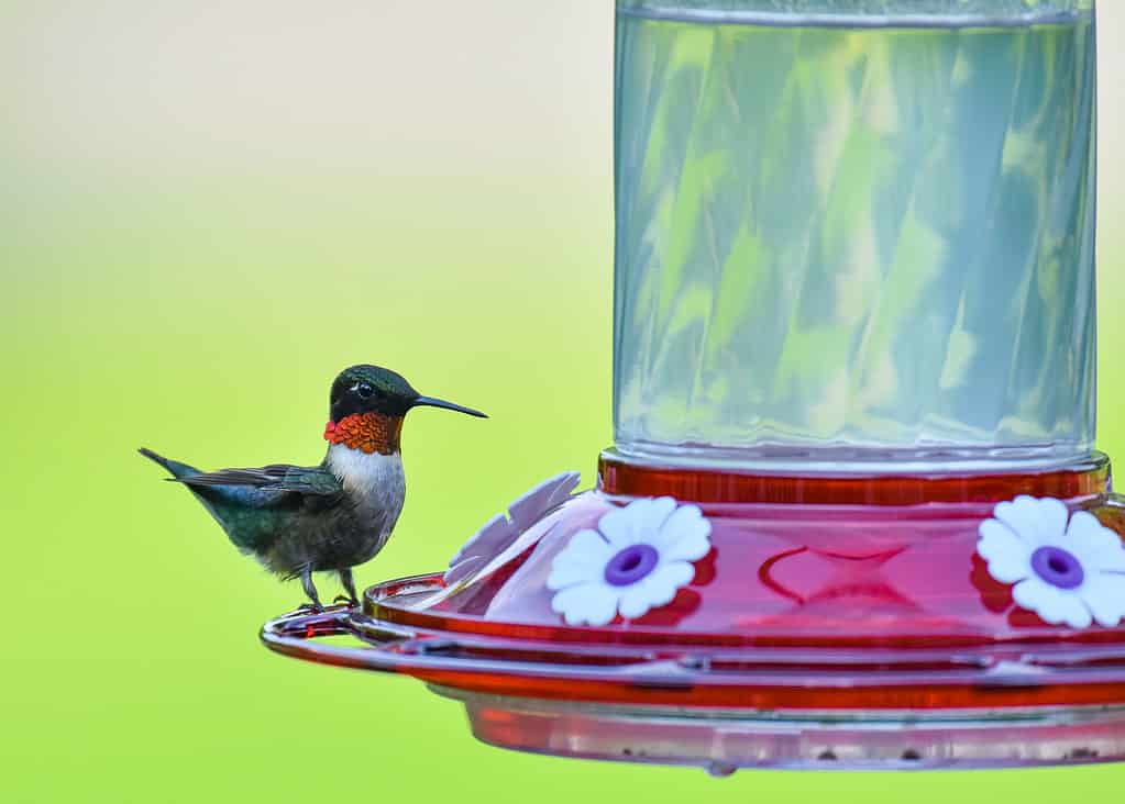 Ruby Throated Hummingbird at Feeder