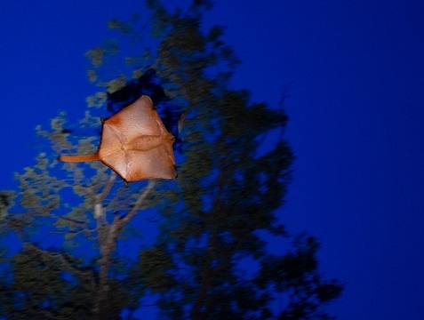 Red Giant Flying Squirrel