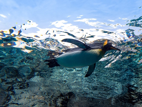 penguin swimming clear underwater with light flare