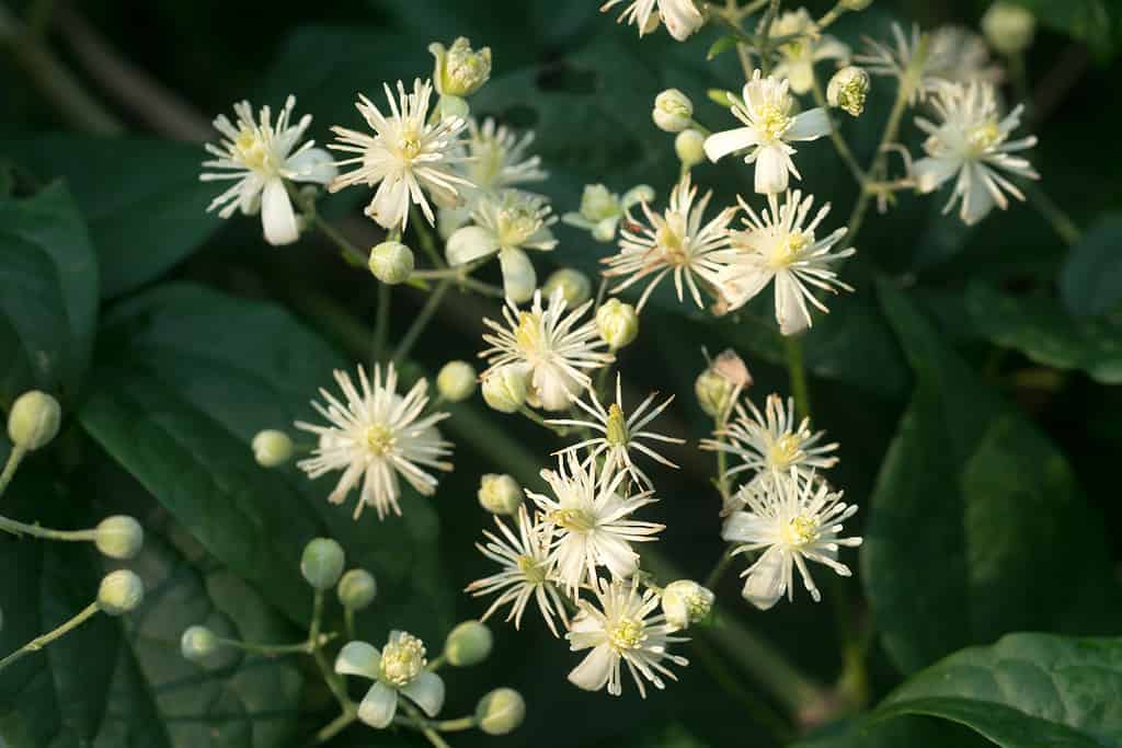 Clematis vitalba, traveller's joy flowers closeup selective focus