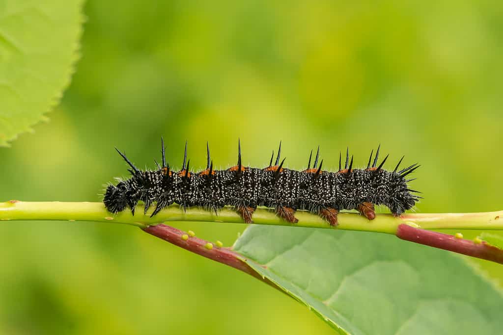 Mourning Cloak Caterpillar (Nymphalis antiopa)