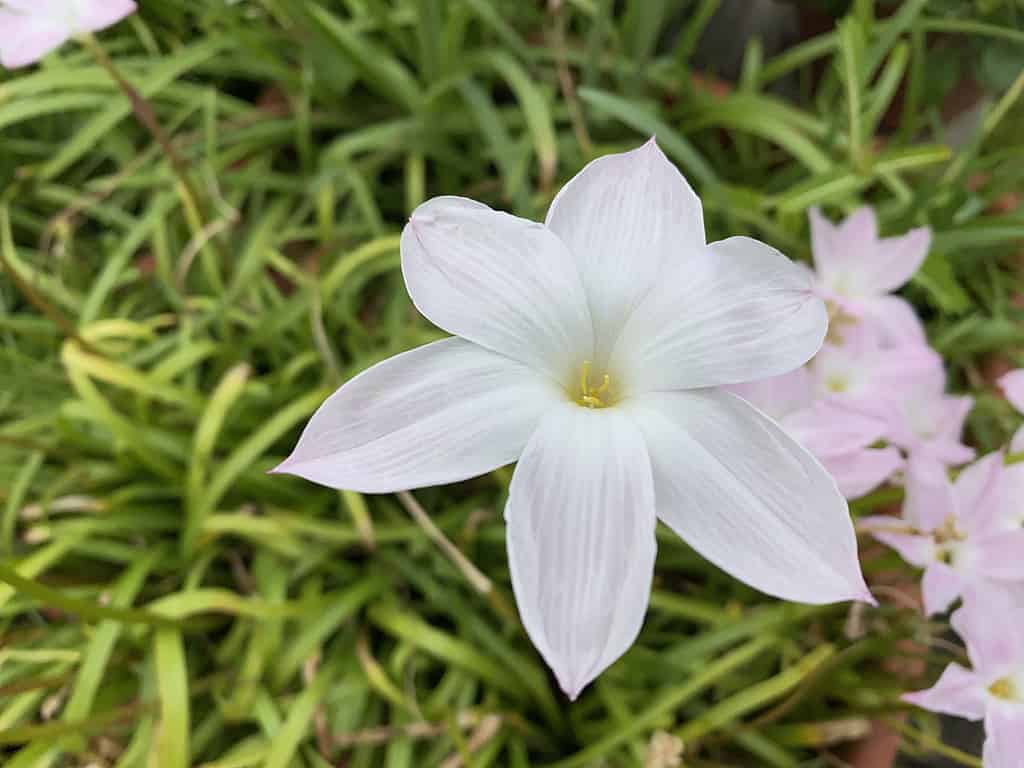 Zephyranthes drummondii