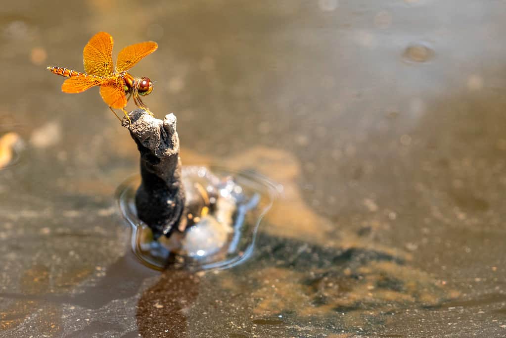 Eastern amber wings are orange dragonflies in North America.