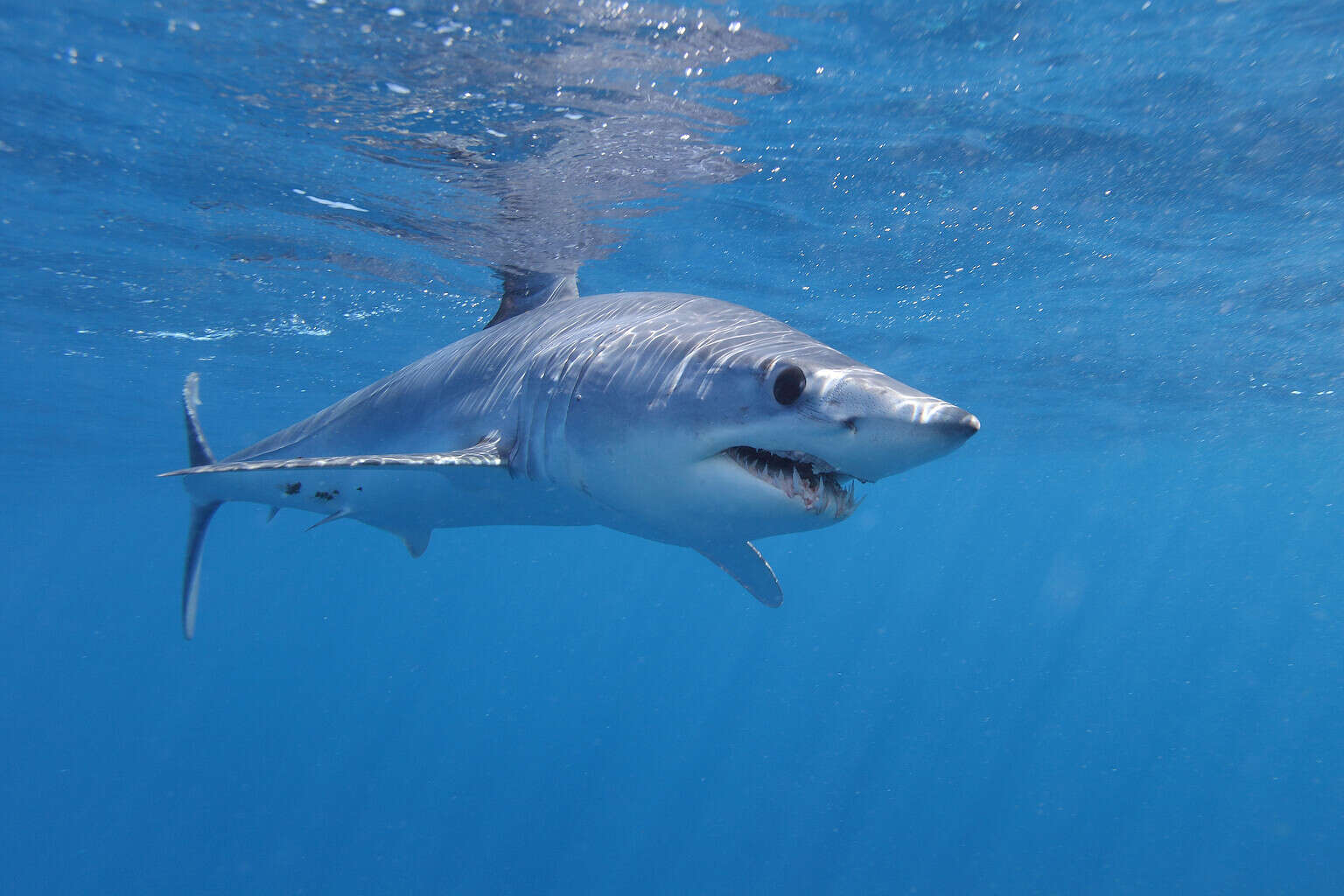 The Fastest Sea Animals on Earth - A-Z Animals Slideshows