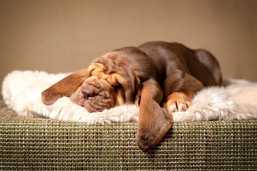 Sleeping brown bloodhound puppy