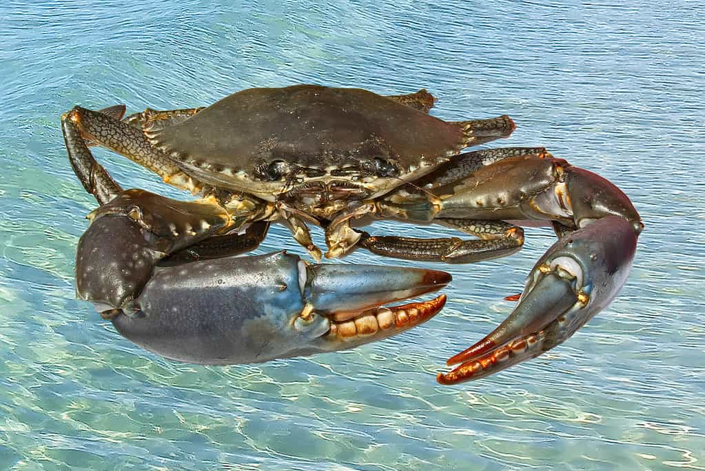 Live Australian Giant Mud Crab closeup.