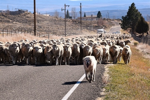 The Working Dog a Great Pyrenees Herding Sheep