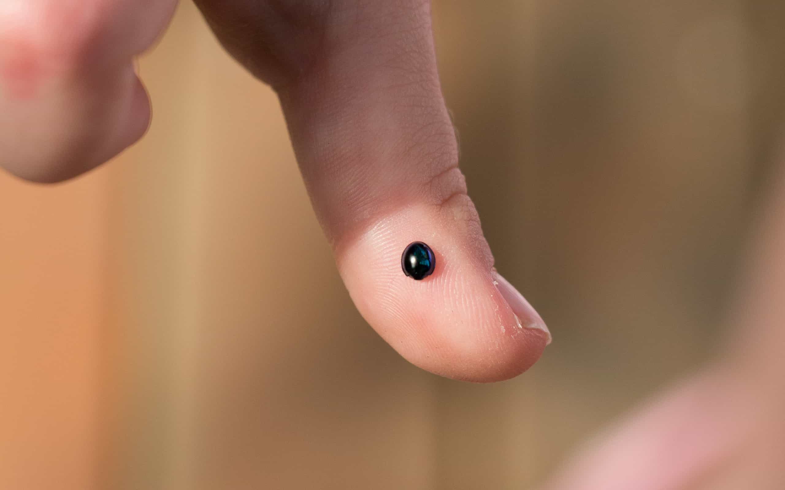 A steelblue blue ladybug on a finger.