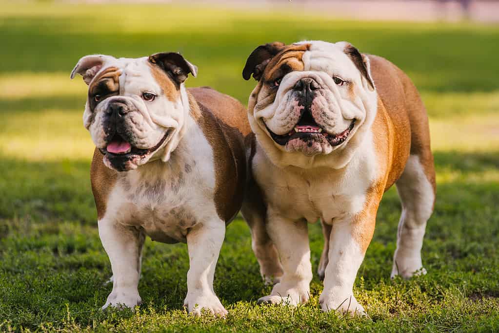 Pair of English bulldogs