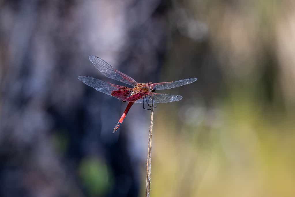 Carolina saddlebags dragonfly