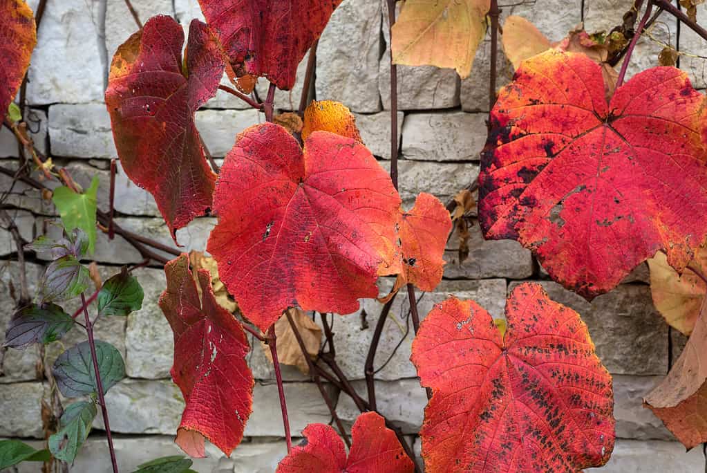 red leaves of vitis coignetiae in a public garden