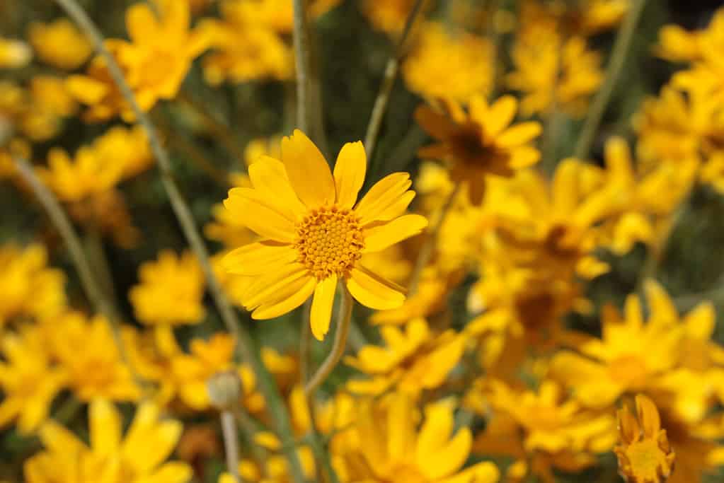 Common Woolly Sunflower -  Eriophyllum Lanatum