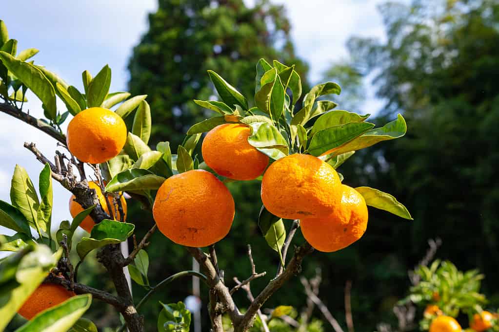 fresh Satsuma orange "mikan" Citrus unshiu on the branch in an orchard in Karatsu, Japan