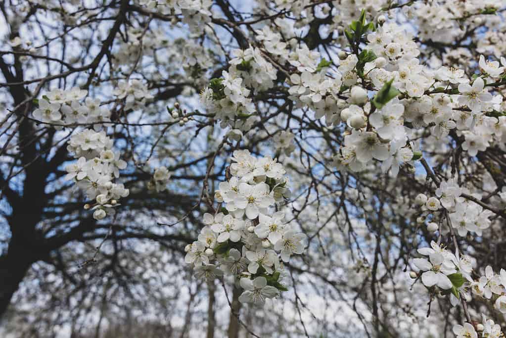 Plum branches in bloom