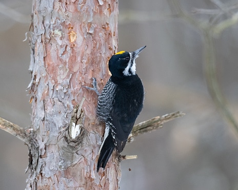Black-back woodpecker