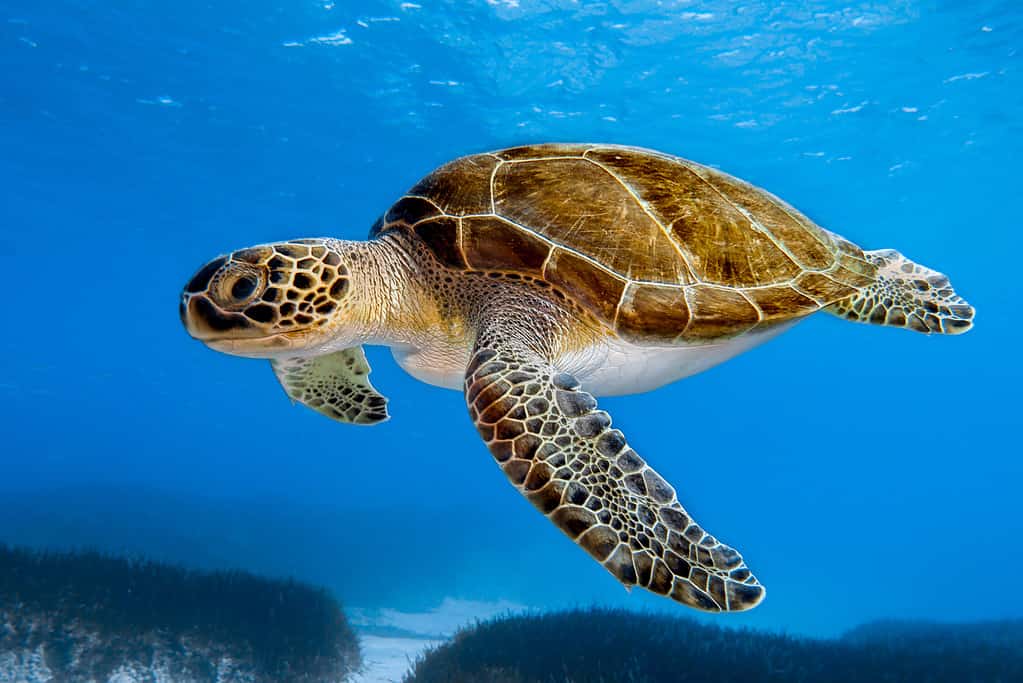 Green Turtle, Republic Of Cyprus, Cyprus Island, Sea Turtle, Swimming