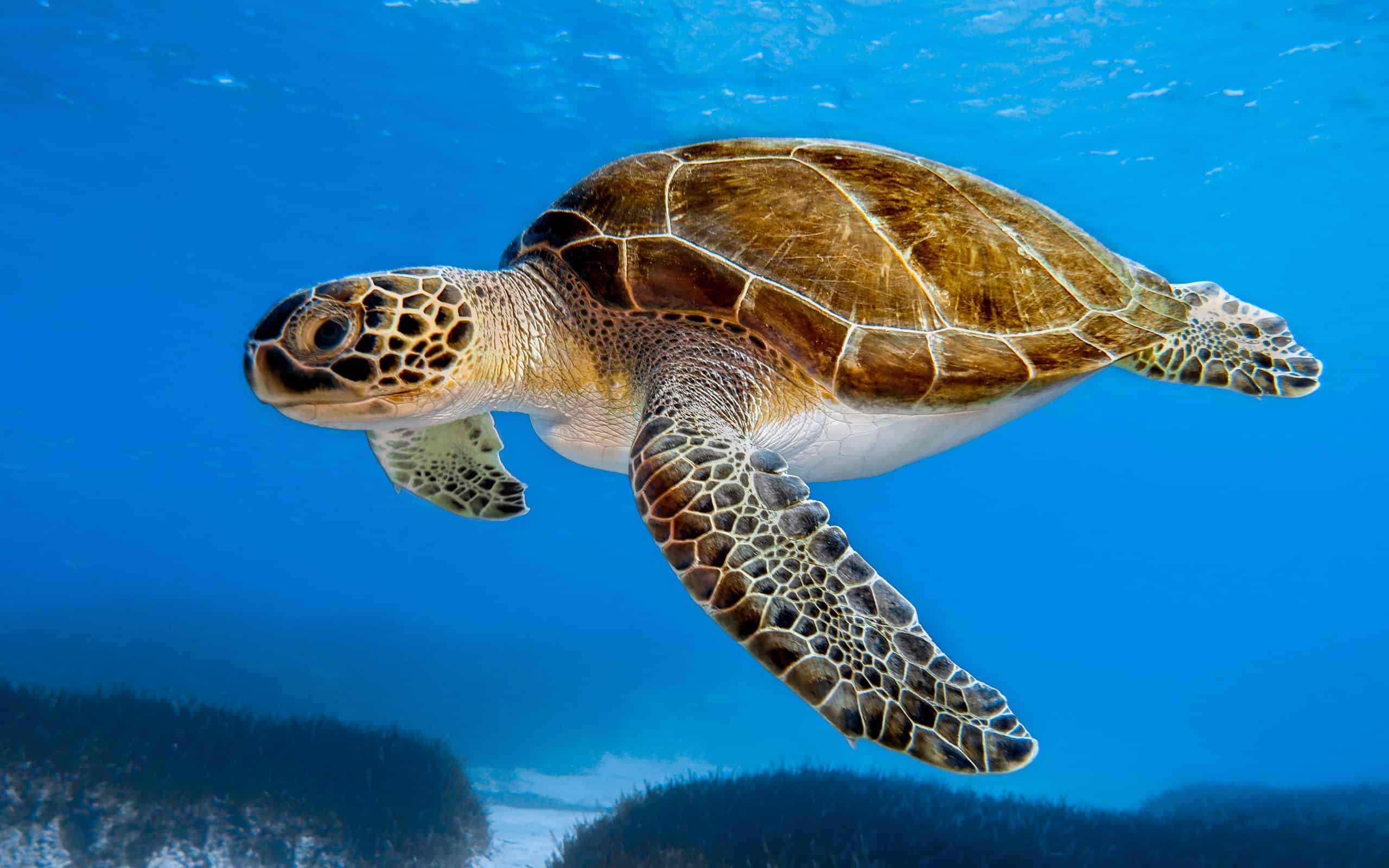 Green Turtle, Republic Of Cyprus, Cyprus Island, Sea Turtle, Swimming