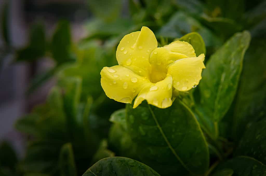 Yellow Flower in dark Background Allamanda Creeper, Pentalinon Luteum (Yellow) - Plants