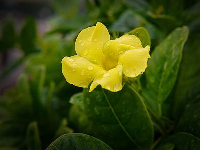 A Discover 12 Vines That Have Gorgeous Yellow Flowers