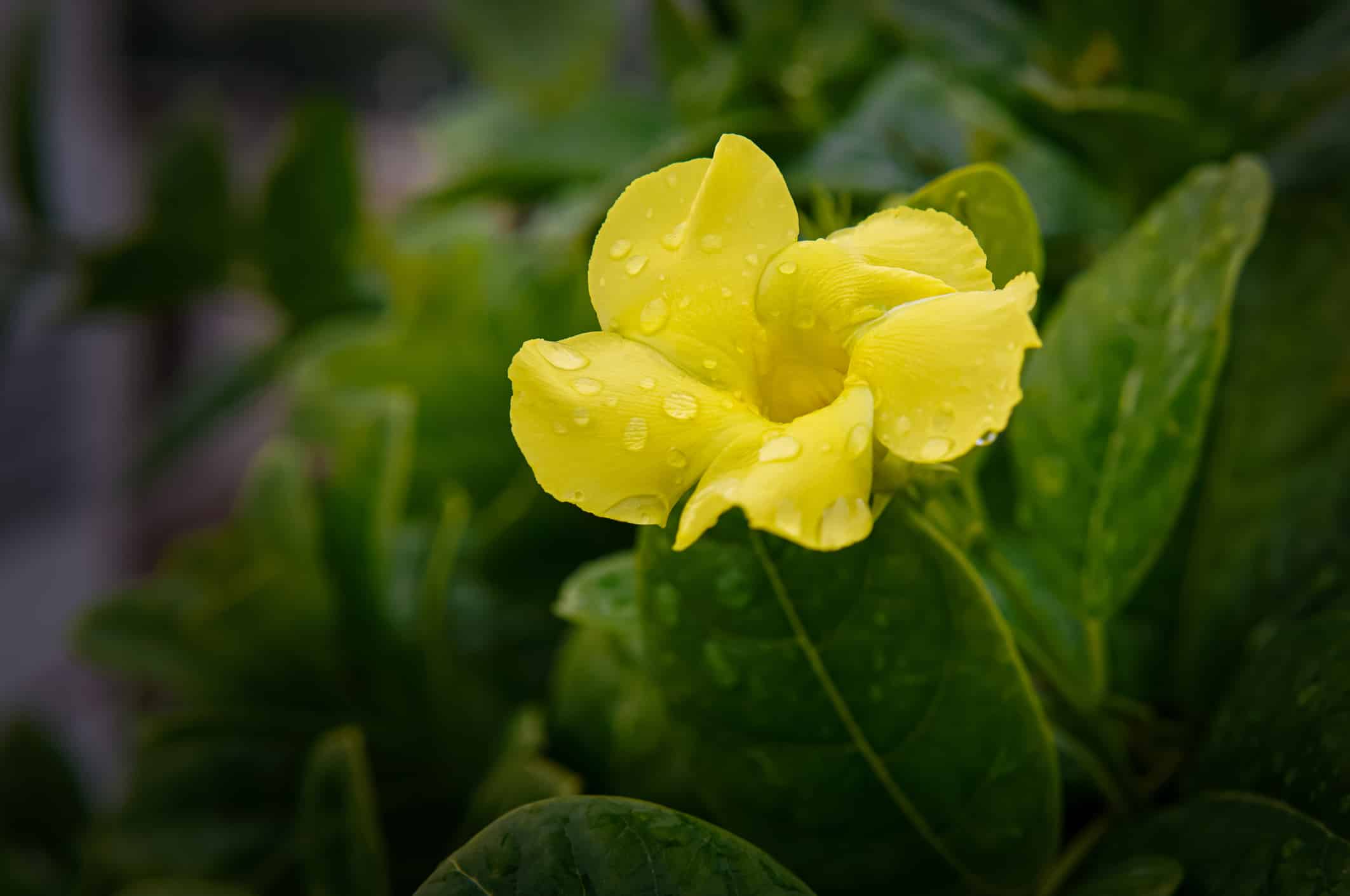 Vines That Have Gorgeous Yellow Flowers