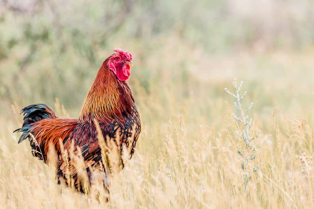 golden laced wyandotte rooster