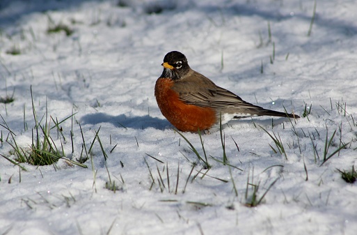 An American Robin Sits in the Snow