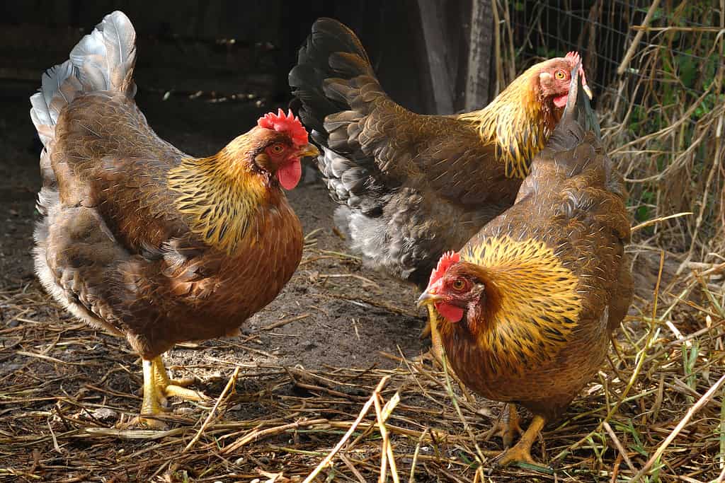 Welsummer Red Partridge