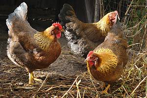 Discover 12 Rare Chicken Breeds and Where They Live Picture