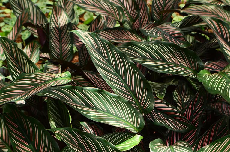 20 Houseplants That Look Amazing and Require Very Little Care - A-Z Animals