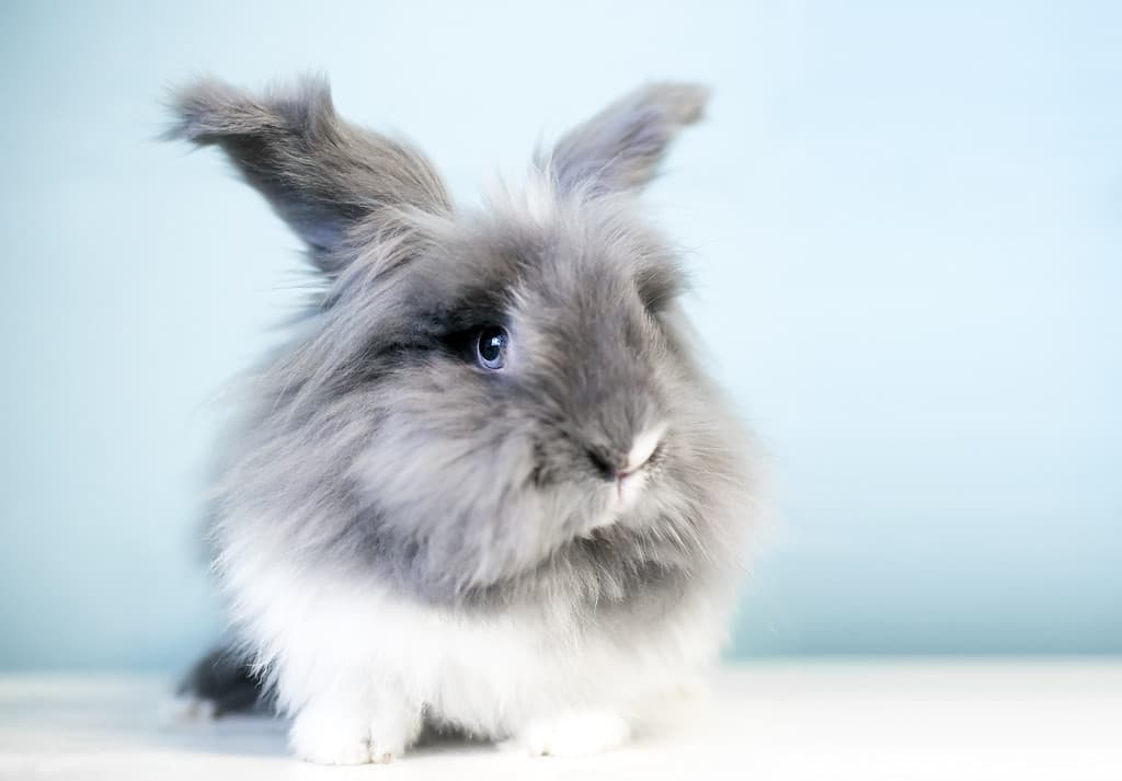 A fluffy Lionhead rabbit with blue eyes