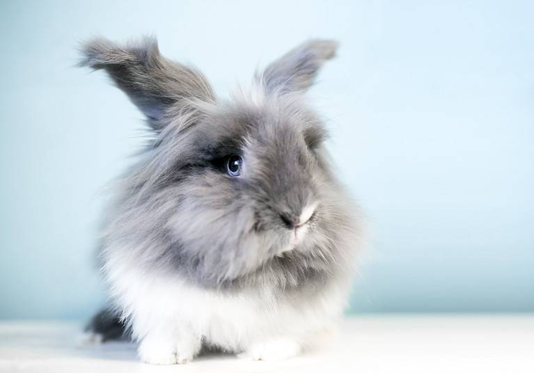 A fluffy Lionhead rabbit with blue eyes