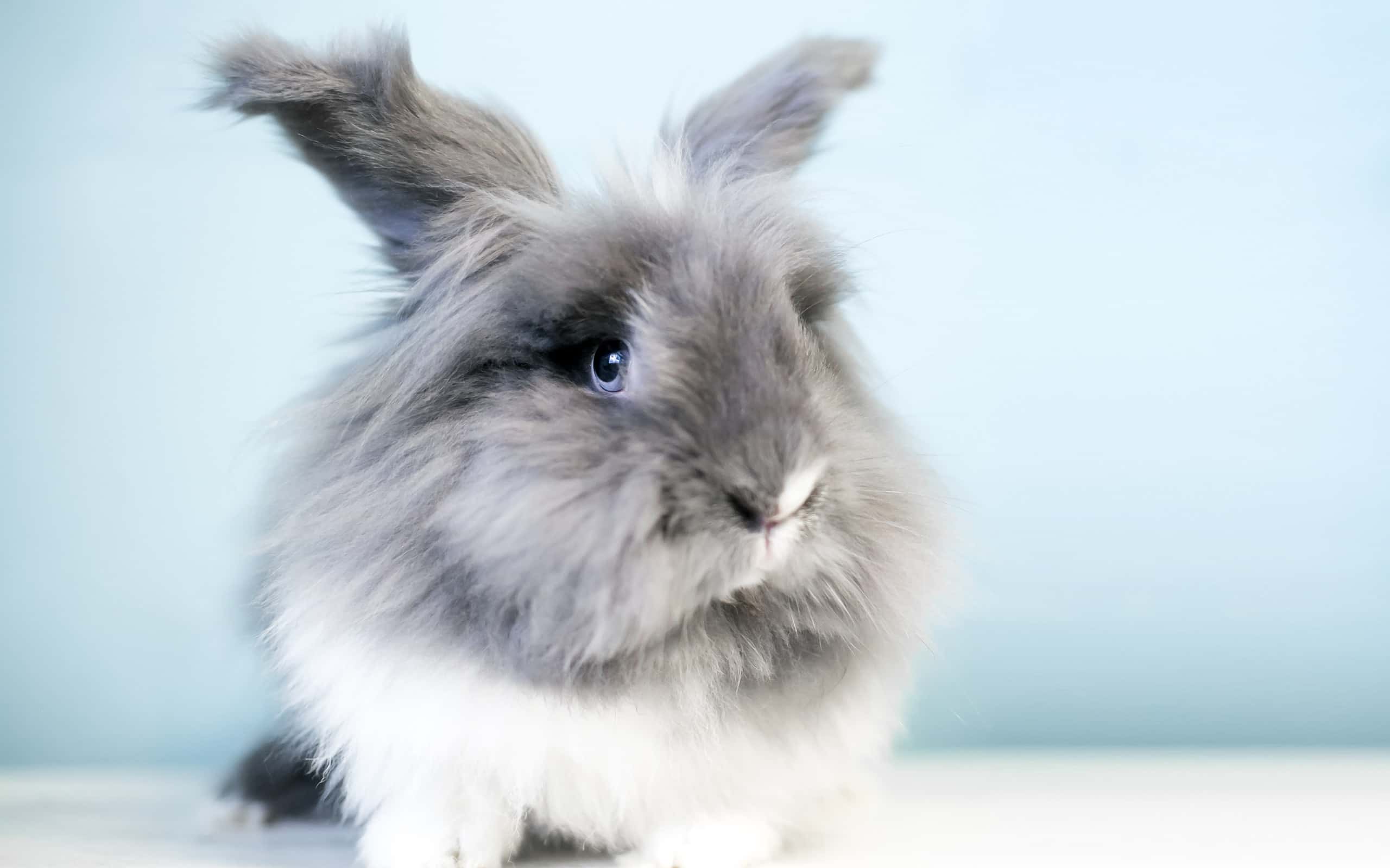 A fluffy Lionhead rabbit with blue eyes