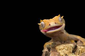 10 Cheapest Lizards to Keep as Pets Picture