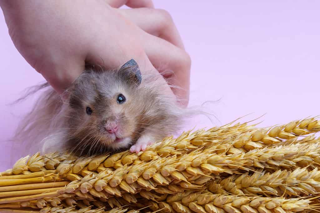 A hand holds a roan-colored hamster caught near spikelets of wheat