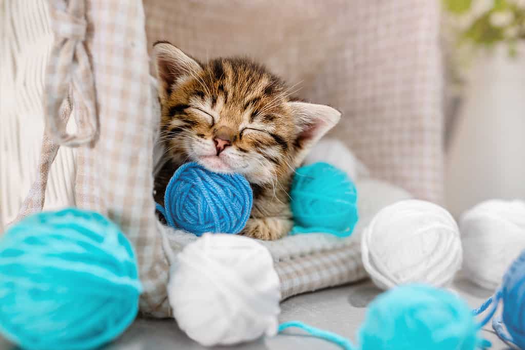 A small striped kitten sleeps on balls of yarn and thread