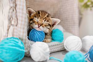 How Long Do Cats Sleep? Discover the Science Behind Nature’s Impressive Cat Naps Picture