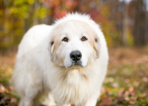 A Great Pyrenees dog outdoors with autumn leaves