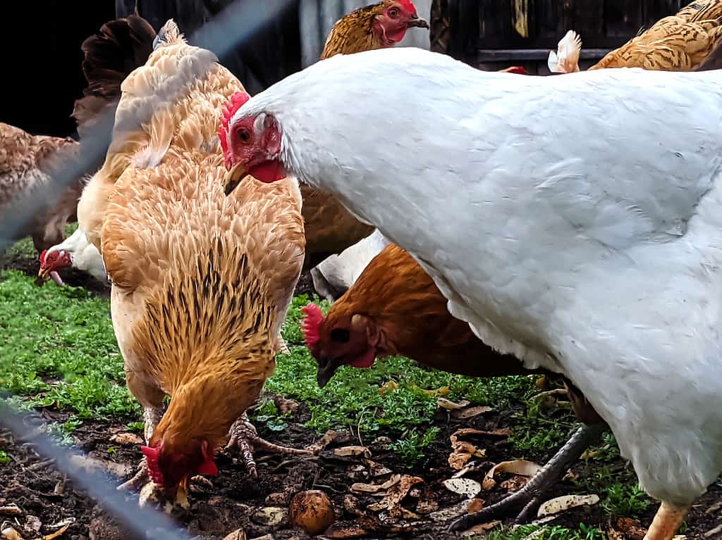 Free range chicken eating on a farm. Close-up.