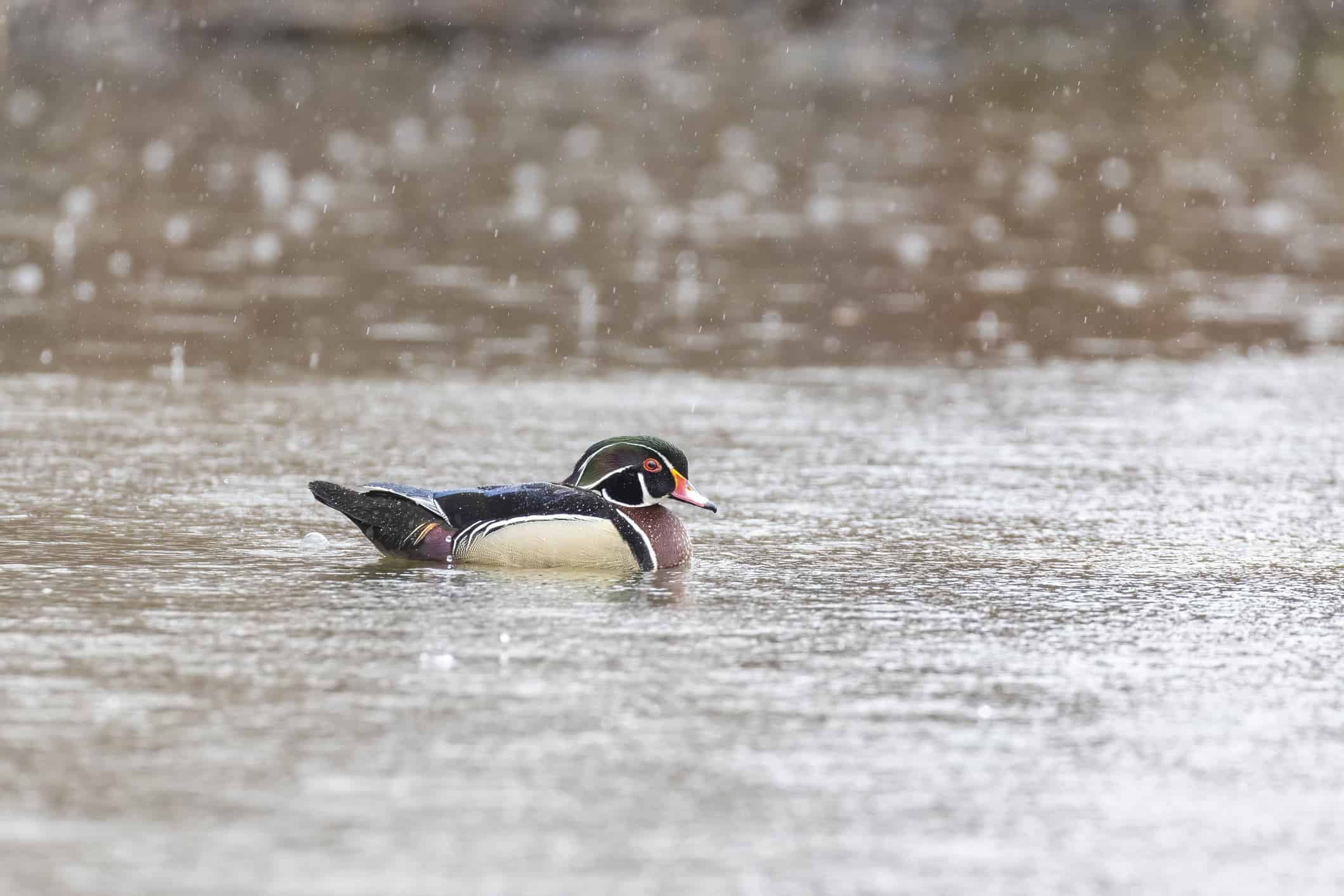 Wood duck in spring