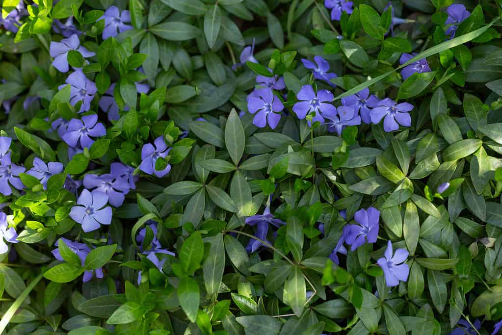 Beautiful purple flowers of vinca on the background of green leaves. Background banner from periwinkle flowers. Concept of nature for design.