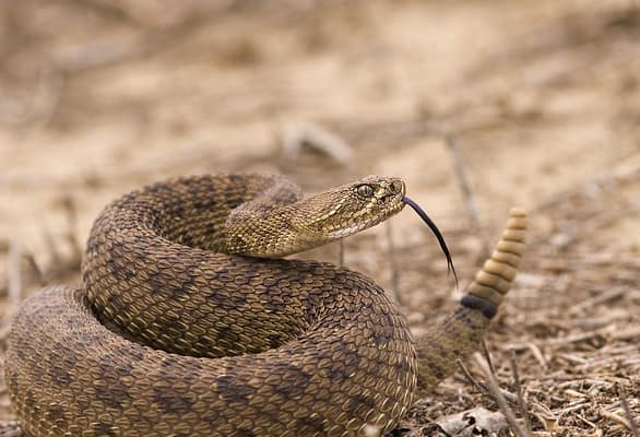 Meet the 13 Snakes of California's Merced River - A-Z Animals