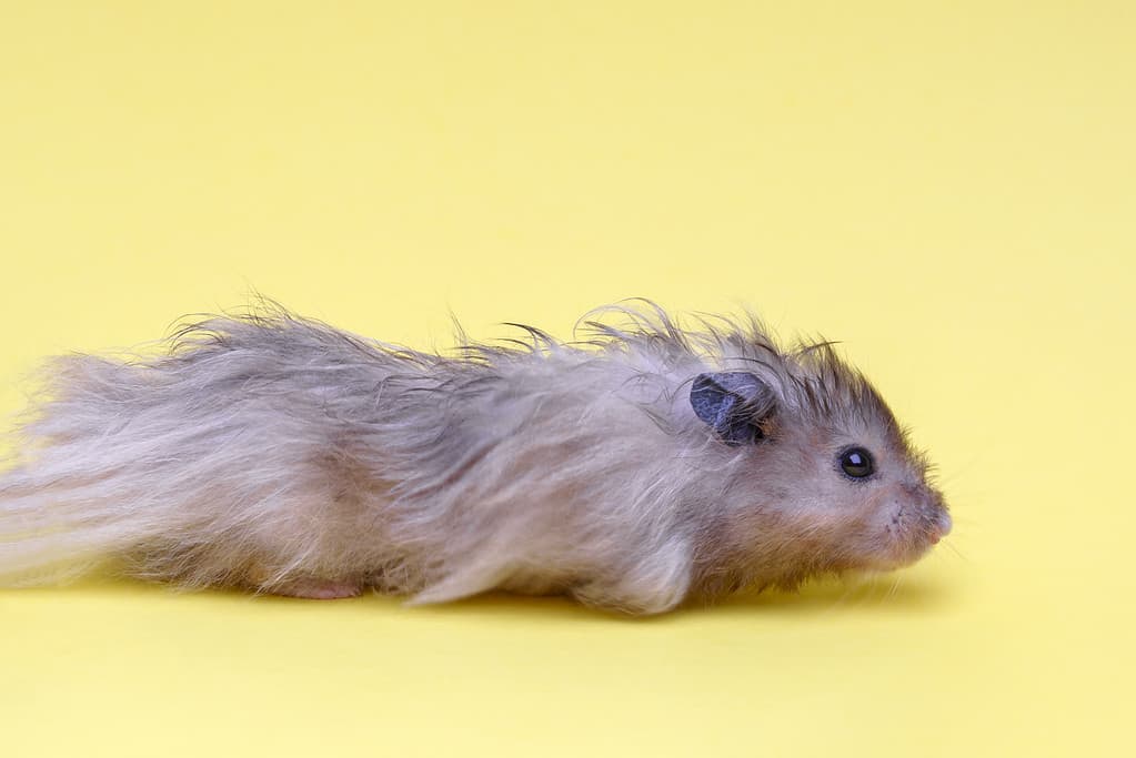 Long-haired Syrian hamster of gray color lies on a yellow background
