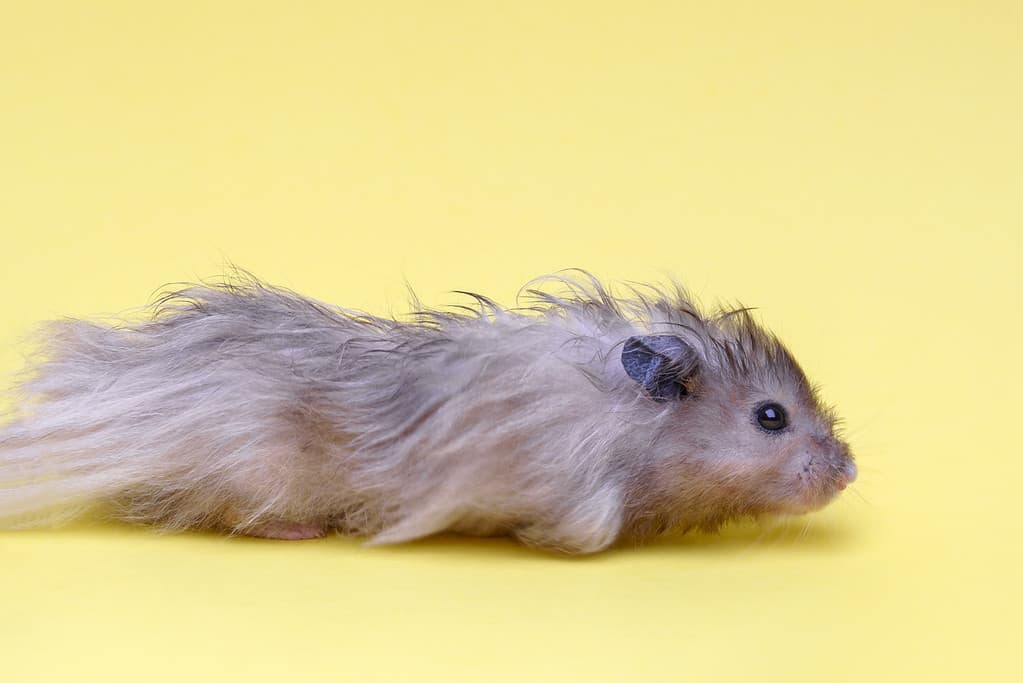 Syrian Hamster Colors And Patterns