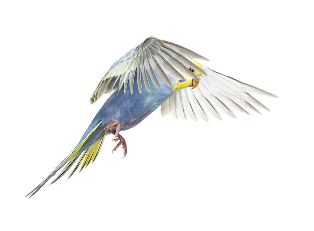 Side view of Budgerigar bird flying,  blue rainbow colloration,isolated on white